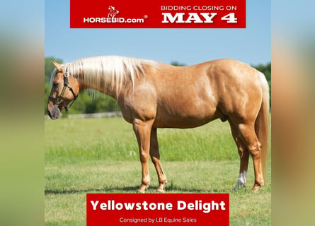 Quarter horse américain, Hongre, 6 Ans, Palomino