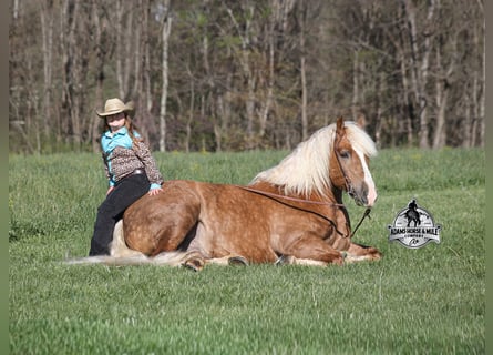 Quarter horse américain, Hongre, 6 Ans, Palomino