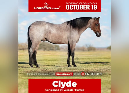 Quarter horse américain, Hongre, 6 Ans, Roan-Bay