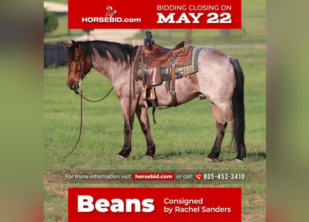 Quarter horse américain, Hongre, 6 Ans, Roan-Bay