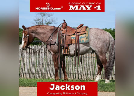 Quarter horse américain, Hongre, 6 Ans, Rouan Rouge