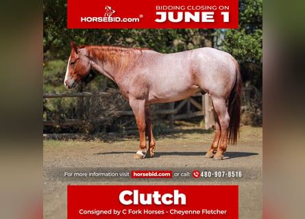Quarter horse américain, Hongre, 6 Ans, Rouan Rouge