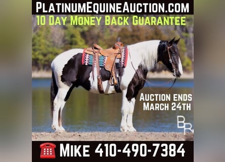Quarter horse américain, Hongre, 6 Ans, Tobiano-toutes couleurs