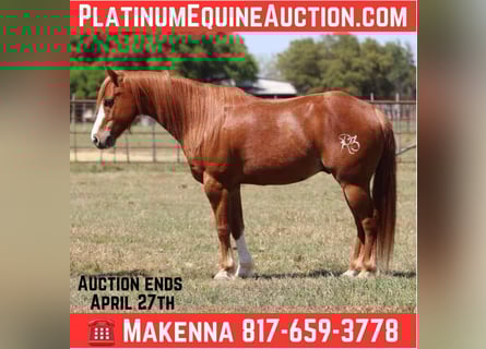 Quarter horse américain, Hongre, 7 Ans, 127 cm, Alezan brûlé
