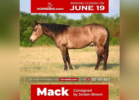 Quarter horse américain, Hongre, 7 Ans, 142 cm, Buckskin