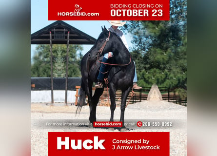 Quarter horse américain, Hongre, 7 Ans, 142 cm, Noir