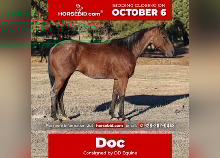 Quarter horse américain, Hongre, 7 Ans, 145 cm, Roan-Bay