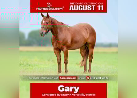 Quarter horse américain, Hongre, 7 Ans, 147 cm, Alezan cuivré