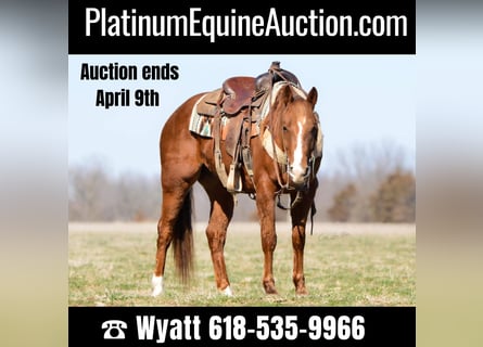 Quarter horse américain, Hongre, 7 Ans, 147 cm, Alezan cuivré