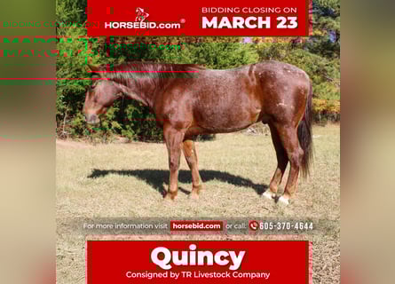 Quarter horse américain, Hongre, 7 Ans, 147 cm, Rouan Rouge