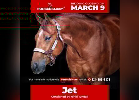 Quarter horse américain, Hongre, 7 Ans, 150 cm, Alezan cuivré