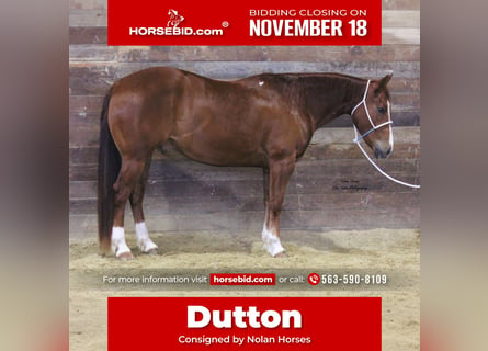 Quarter horse américain, Hongre, 7 Ans, 150 cm, Alezan cuivré