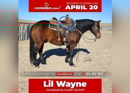 Quarter horse américain, Hongre, 7 Ans, 150 cm, Bai cerise