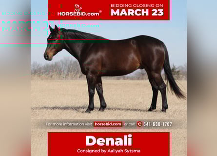 Quarter horse américain, Hongre, 7 Ans, 150 cm, Bai