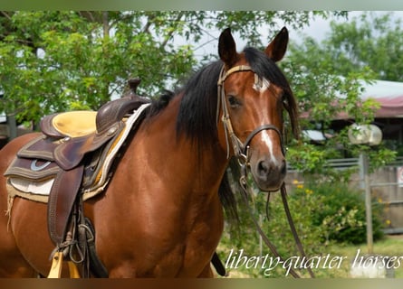Quarter horse américain, Hongre, 7 Ans, 150 cm, Bai