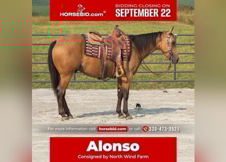 Quarter horse américain, Hongre, 7 Ans, 150 cm, Buckskin