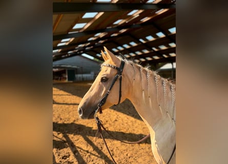 Quarter horse américain, Hongre, 7 Ans, 150 cm, Dunalino