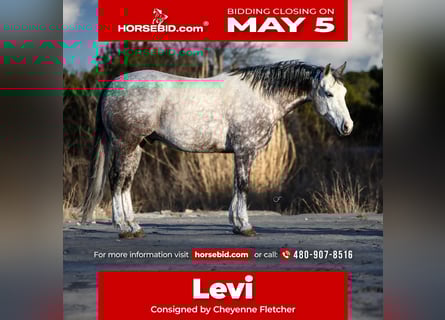 Quarter horse américain, Hongre, 7 Ans, 150 cm, Gris