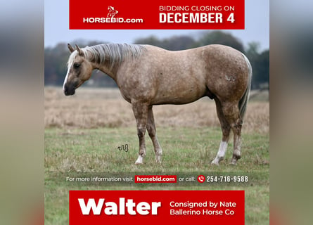 Quarter horse américain, Hongre, 7 Ans, 150 cm, Palomino