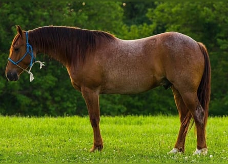 Quarter horse américain, Hongre, 7 Ans, 150 cm, Rouan Rouge