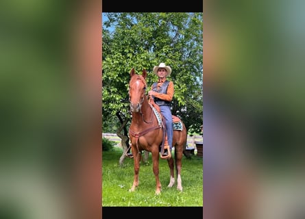 Quarter horse américain, Hongre, 7 Ans, 152 cm, Alezan