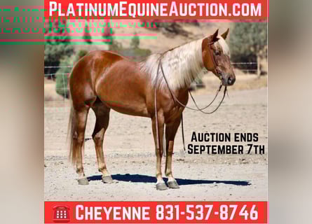 Quarter horse américain, Hongre, 7 Ans, 152 cm, Alezan cuivré