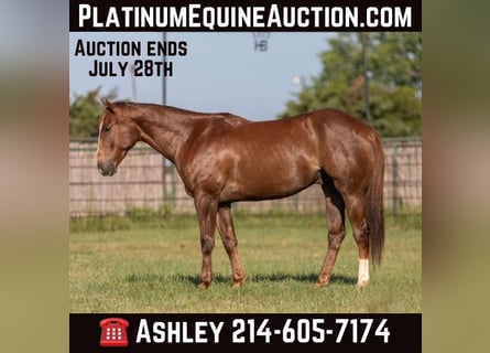 Quarter horse américain, Hongre, 7 Ans, 152 cm, Alezan cuivré