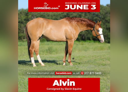 Quarter horse américain, Hongre, 7 Ans, 152 cm, Alezan dun
