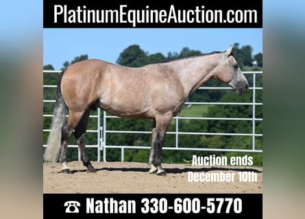 Quarter horse américain, Hongre, 7 Ans, 152 cm, Buckskin