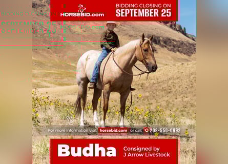 Quarter horse américain, Hongre, 7 Ans, 152 cm, Palomino