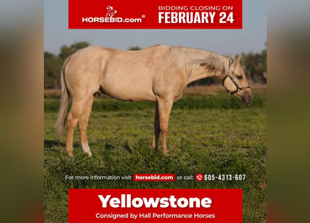 Quarter horse américain, Hongre, 7 Ans, 152 cm, Palomino