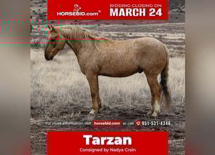 Quarter horse américain, Hongre, 7 Ans, 152 cm, Palomino