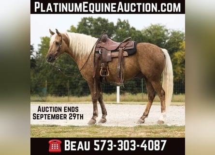Quarter horse américain, Hongre, 7 Ans, 152 cm, Palomino