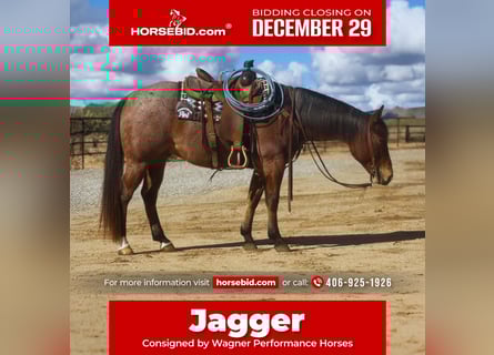 Quarter horse américain, Hongre, 7 Ans, 152 cm, Roan-Bay