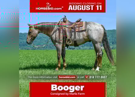 Quarter horse américain, Hongre, 7 Ans, 152 cm, Rouan Rouge