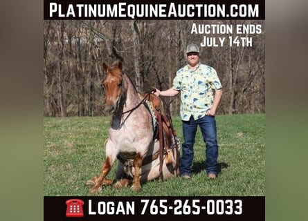 Quarter horse américain, Hongre, 7 Ans, 152 cm, Rouan Rouge