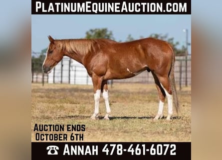 Quarter horse américain, Hongre, 7 Ans, 155 cm, Alezan brûlé