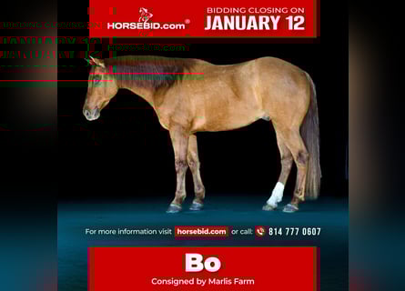 Quarter horse américain, Hongre, 7 Ans, 155 cm, Alezan dun