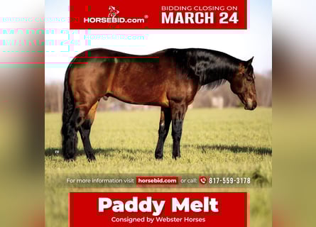 Quarter horse américain, Hongre, 7 Ans, 155 cm, Bai cerise