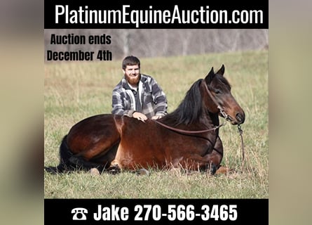 Quarter horse américain, Hongre, 7 Ans, 155 cm, Bai cerise