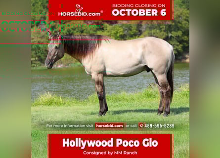 Quarter horse américain, Hongre, 7 Ans, 155 cm, Grullo