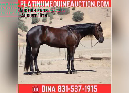 Quarter horse américain, Hongre, 7 Ans, 155 cm, Noir