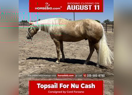 Quarter horse américain, Hongre, 7 Ans, 155 cm, Palomino