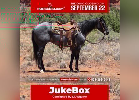 Quarter horse américain, Hongre, 7 Ans, 155 cm, Rouan Bleu