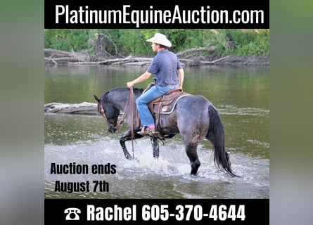 Quarter horse américain, Hongre, 7 Ans, 155 cm, Rouan Bleu