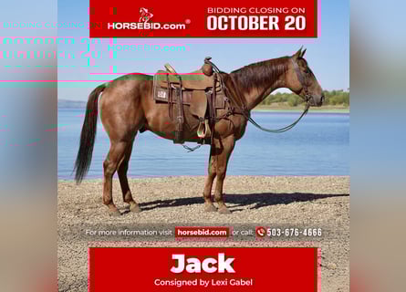 Quarter horse américain, Hongre, 7 Ans, 155 cm, Rouan Rouge