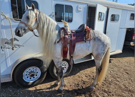 Quarter horse américain, Hongre, 7 Ans, 157 cm, Gris