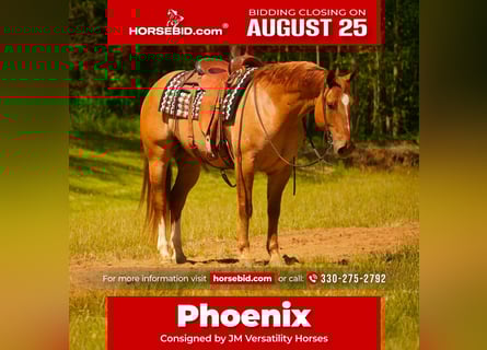 Quarter horse américain, Hongre, 7 Ans, 157 cm, Isabelle