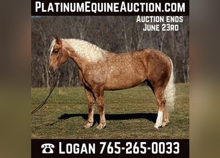 Quarter horse américain, Hongre, 7 Ans, 157 cm, Palomino