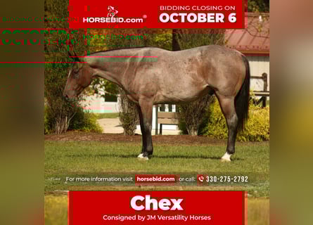 Quarter horse américain, Hongre, 7 Ans, 157 cm, Roan-Bay